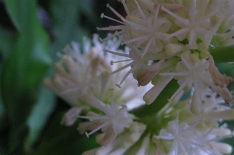 巴西鐵樹花期|巴西鐵樹開花後怎麼處理